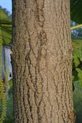 paulownia tomentosa